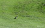 ROSE-COLOURED STARLING