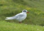 Mediterranean Gull, Bracelet Bay