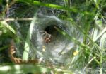 Labyrinth Spiders of Manorbier