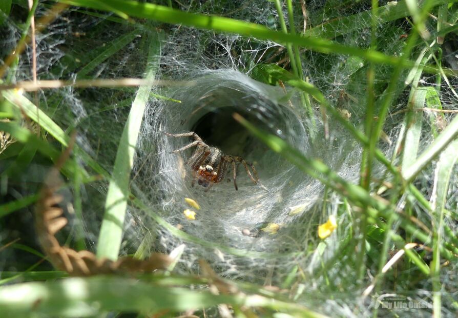 Labyrinth Spiders of Manorbier