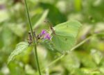 Brimstone Butterfly