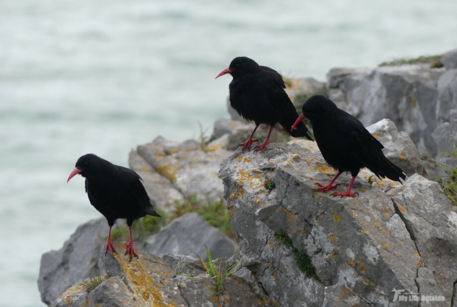 Gower Chough at Southgate