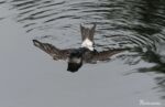 House Martin