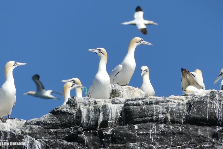 Gannet Grassholm