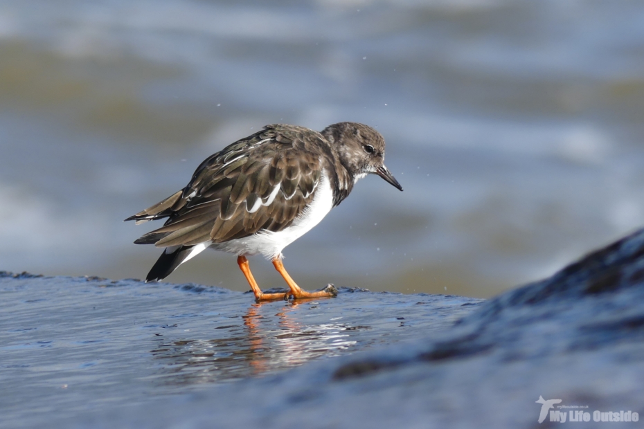 Turnstone St Ives