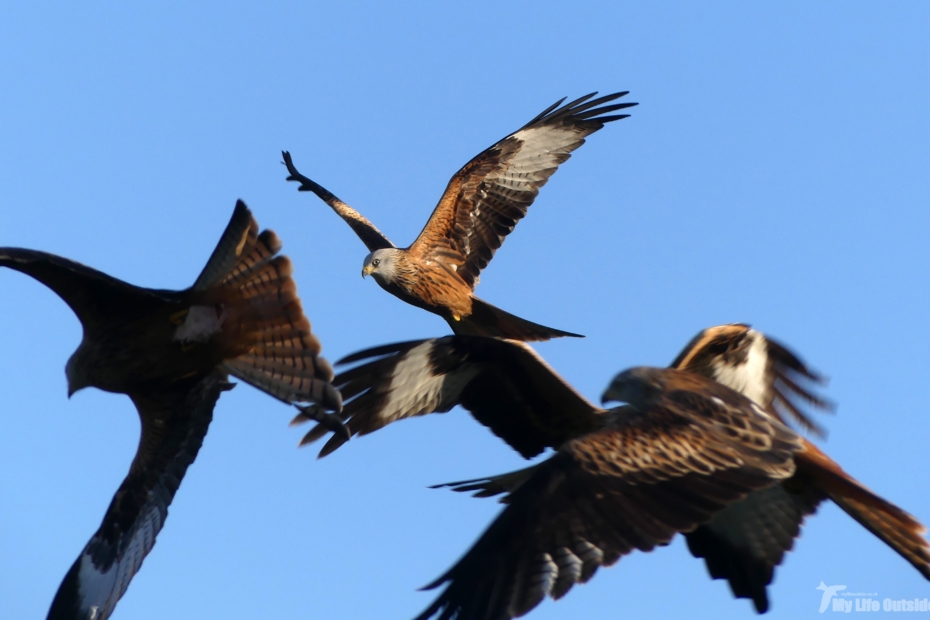 Red Kites