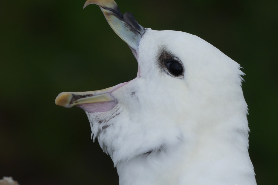 Fulmar