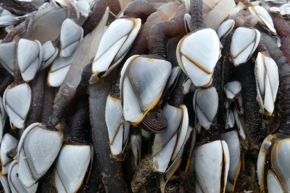 Goose Barnacles