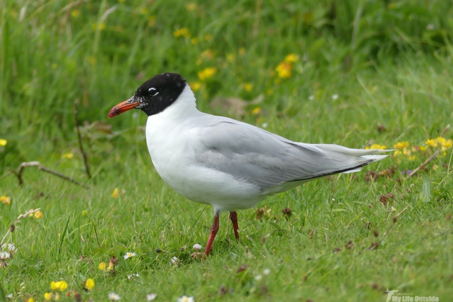 Mediterranean Gull Bracelet Bay Gower