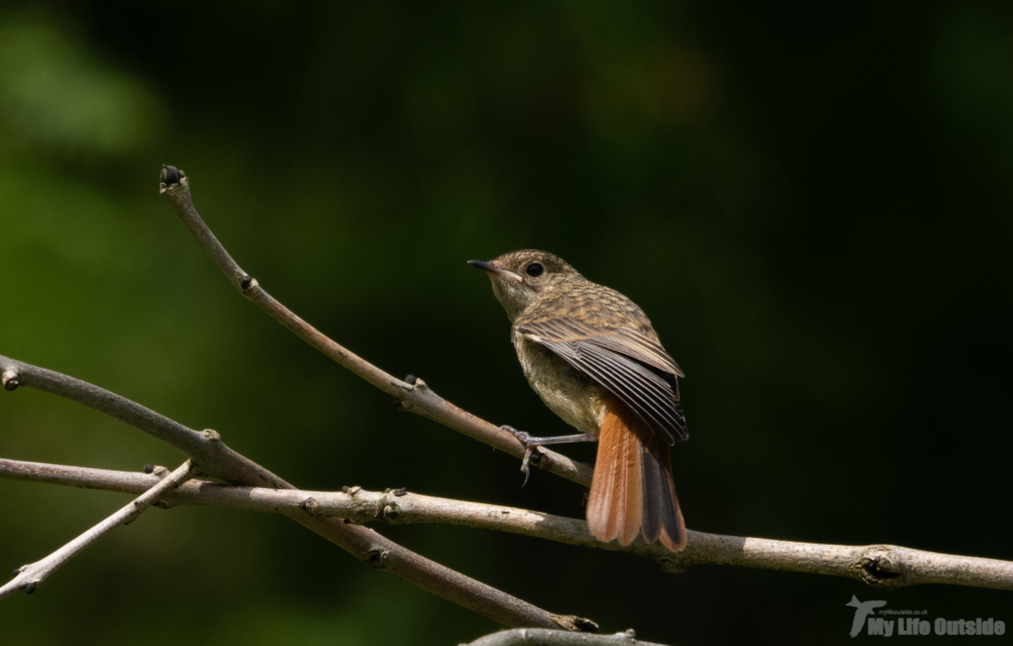 Redstart Dinefwr