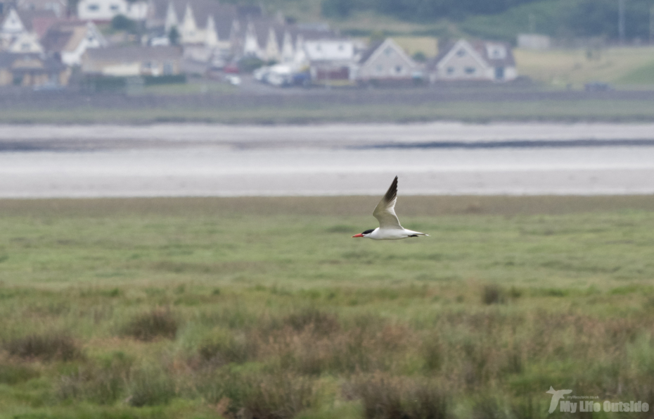 Caspian Tern, WWT Llanelli