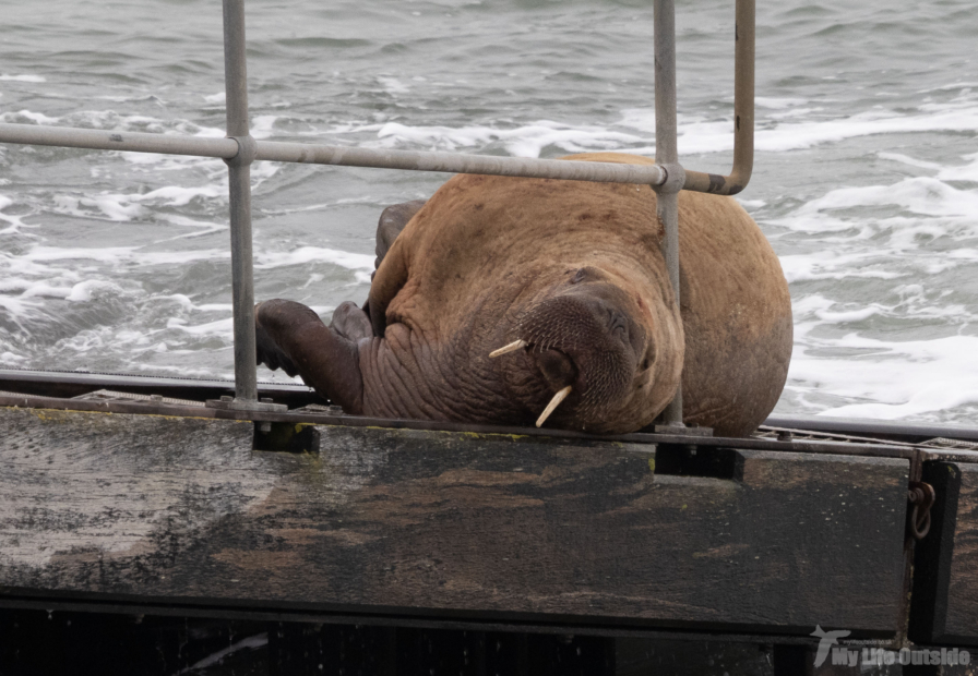 Wally the Walrus