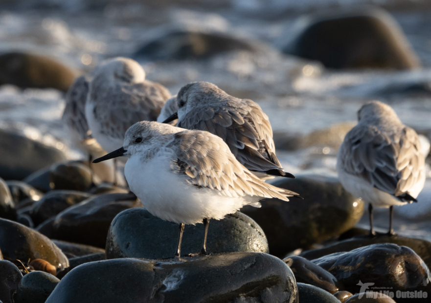 Sanderling