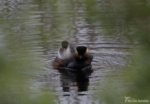 Black-necked Grebe St Aidan's