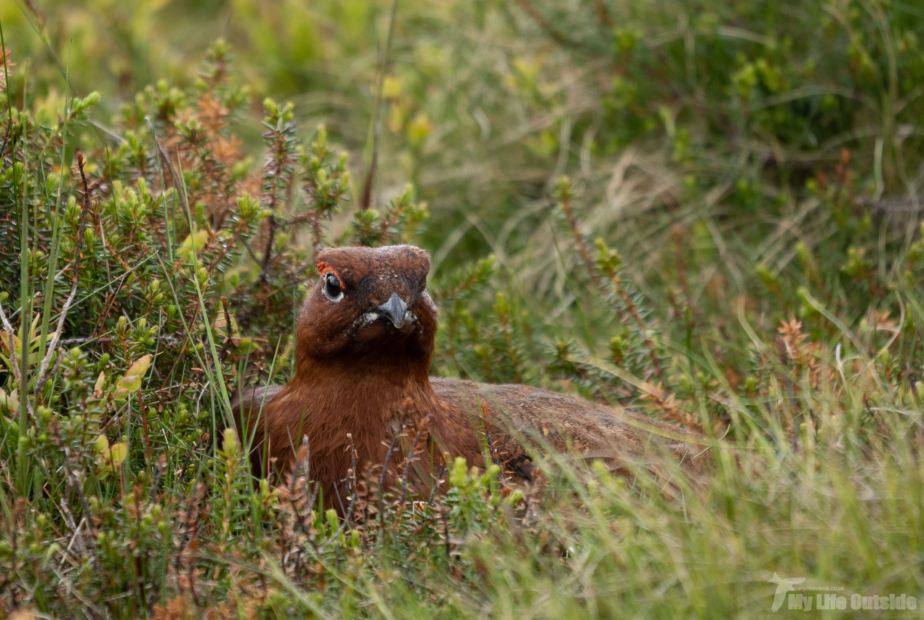 Red Grouse Ilkley Moor