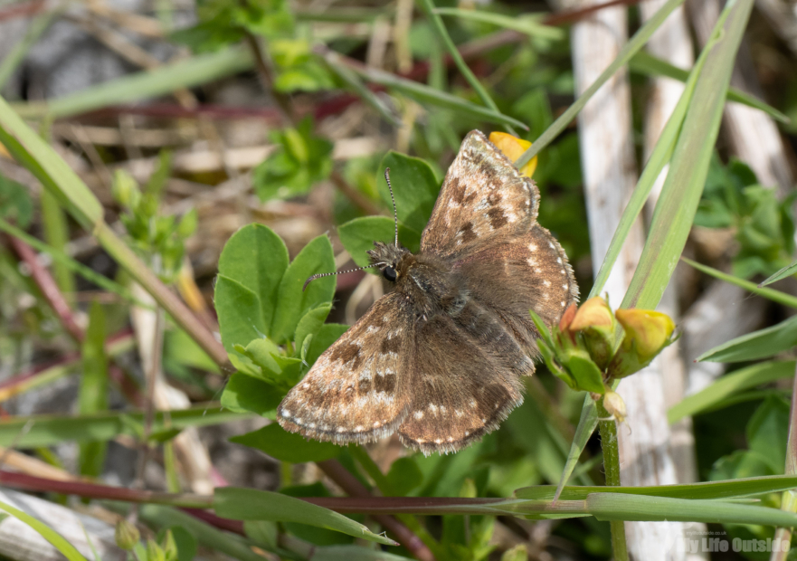 Dingy Skipper Blaenavon