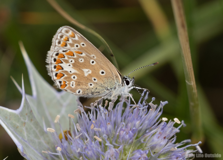 Common Blue