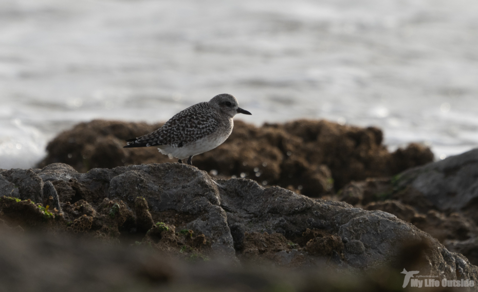 Grey Plover, Newton Point